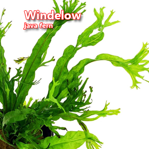 Windelow java fern